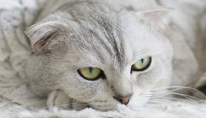 周日015德甲：波鸿VS法兰克福，难挡法兰克福反击，数据倾向客队